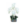 FLOR JARDINERA 4 PHALENOPSIS