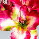 FLOR AMARYLLIS