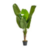 VICAL HOME / PLANTA BANANERA