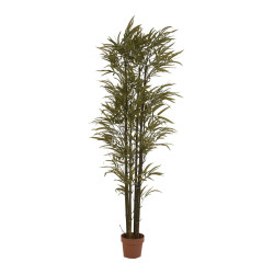 PLANTA PHOENIX BAMBOO