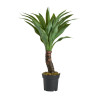 VICAL HOME / PLANTA YUCCA