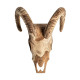 BUSTO GOAT