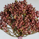PLANTA ALLIUM