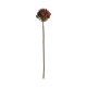 PLANTA ALLIUM