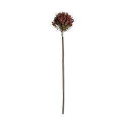 PLANTA ALLIUM
