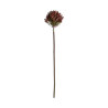 PLANTA ALLIUM